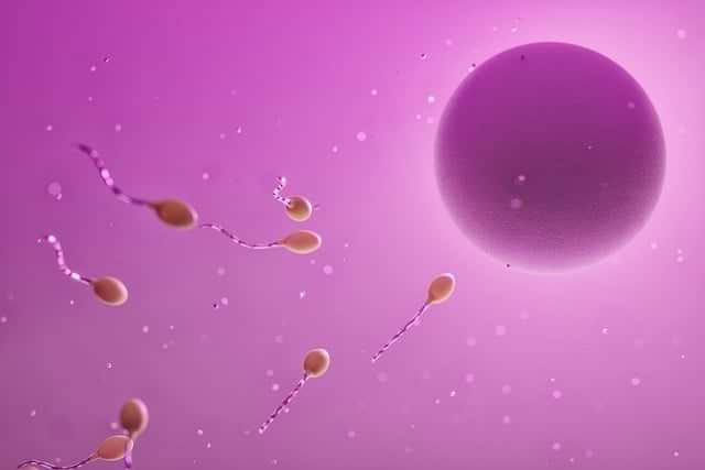 Representación sobre fondo lila de óvulo y espermatozoides